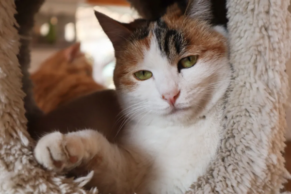 小貓咪的名字真的不能亂起