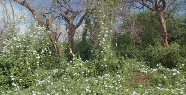 非洲特大旱災，動物屍橫遍野，50歲大象女王用智慧拯救族群