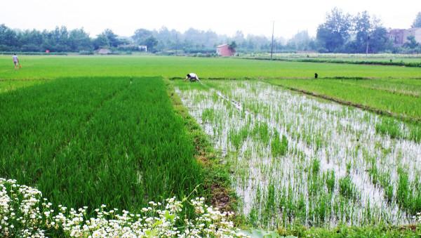 德國全機械化農業有多牛？看完讓你大開眼界，一個農民養活120人