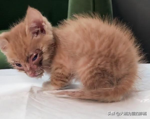 可憐小貓流浪街頭，路邊病倒無依無靠，女子第一次撿貓就成鏟屎官