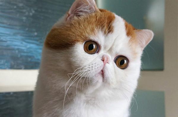國內“最火”的幾種貓,你家養的是哪種呢? 國內“最火”的幾種貓,你家養的是哪種呢?