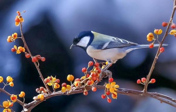 山雀;屬於脊椎動物,鳥鋼,是山雀科(paridae)各種類統稱 山雀;屬於脊椎動物,鳥鋼,是山雀科(paridae)各種類統稱