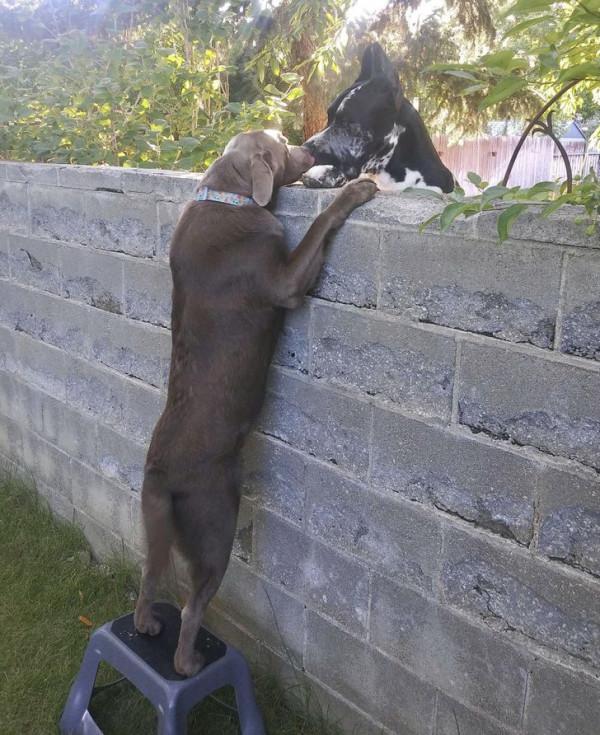 動物之間的友誼,本該共度一生 動物之間的友誼,本該共度一生