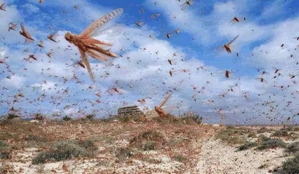印度蝗災或向中亞擴散，新疆地區或迎來危機？“滅蝗大戰”白熱化
