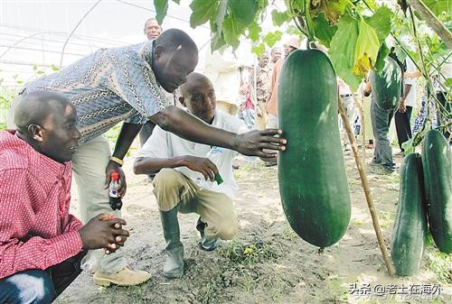 中國人在非洲經營利潤豐厚的四大行業:飯店、旅店、超市、農場 中國人在非洲經營利潤豐厚的四大行業:飯店、旅店、超市、農場