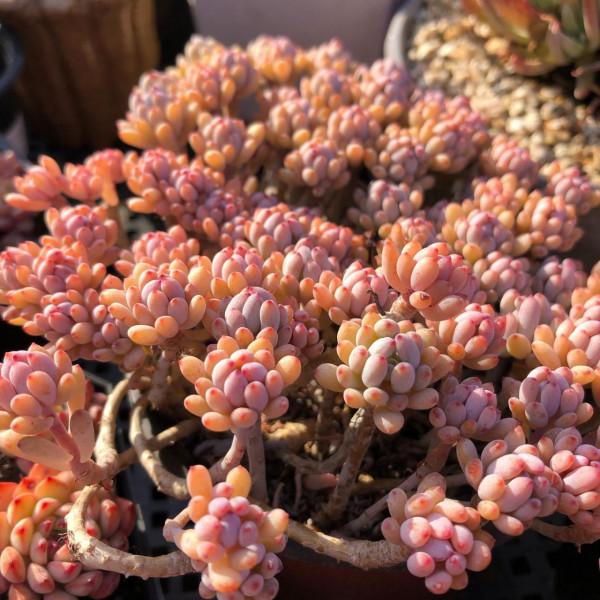 「奇聞異錄」美物使人愉悅：來自多肉的“自拍”