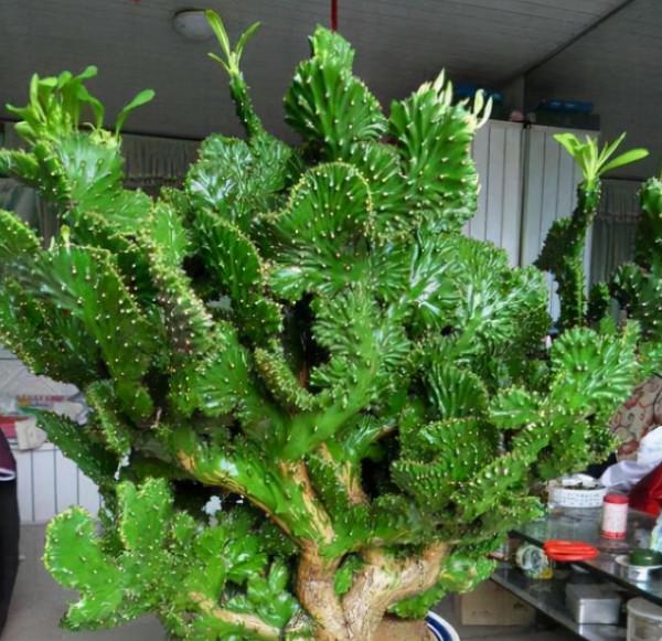 6種&OpenCurlyDoubleQuote;醜八怪&rdquo;盆栽，養在客廳特霸氣，還有旺家宅的好寓意