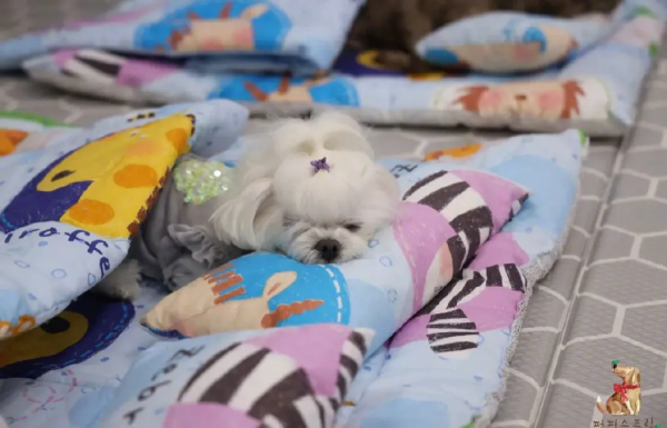 狗狗幼兒園的午睡時間也太治癒了吧 狗狗幼兒園的午睡時間也太治癒了吧