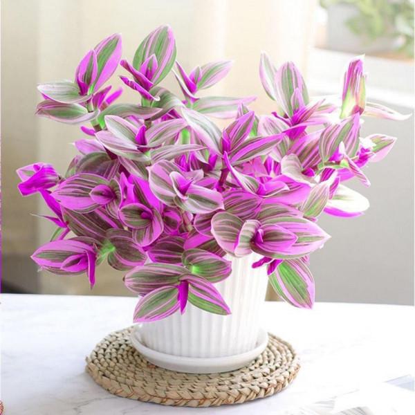 9種&OpenCurlyDoubleQuote;貴氣花&rdquo;，立春後&OpenCurlyDoubleQuote;快扦插&rdquo;，生根快，比夏天還&OpenCurlyDoubleQuote;好活&rdquo;