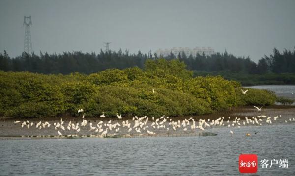 海南越冬水鳥調查:出門“自帶飯勺”的小傢伙現身啦 海南越冬水鳥調查:出門“自帶飯勺”的小傢伙現身啦