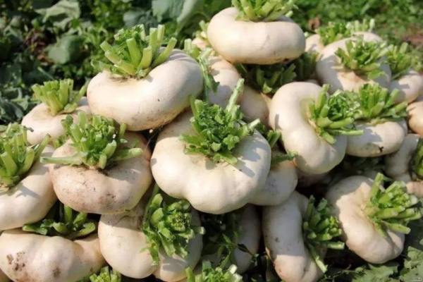 脾胃不好，試試《飲膳正要》推薦的沙乞某兒湯吧