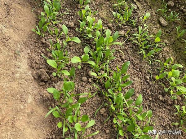 最近葉菜太貴了,那就在家裡種吧,掌握這些方法,葉菜多得吃不完 最近葉菜太貴了,那就在家裡種吧,掌握這些方法,葉菜多得吃不完