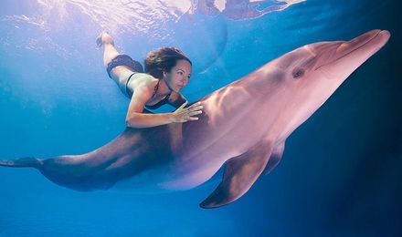 粉紅海豚現身湛江海域,咋會有這個顏色的海豚?其實這是它的本色 粉紅海豚現身湛江海域,咋會有這個顏色的海豚?其實這是它的本色