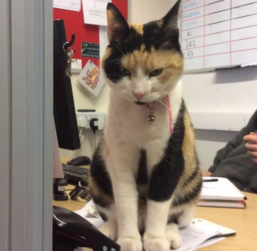 這輩子,請一定養一隻三花貓 這輩子,請一定養一隻三花貓