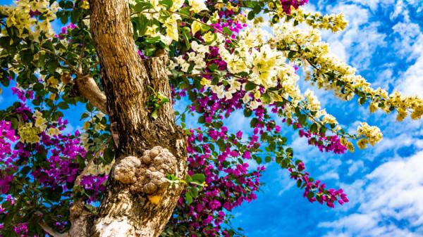 為什麼粵龍山被稱為三角梅王國？