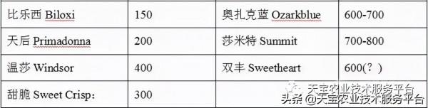 暖棚藍莓升溫前這些要點要注意!實用好文 暖棚藍莓升溫前這些要點要注意!實用好文