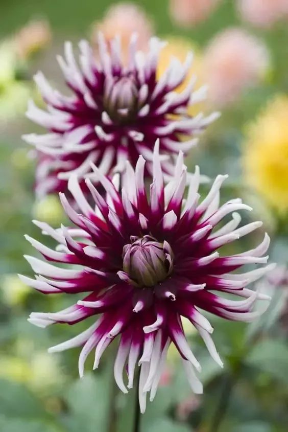 植庫‖豐富多彩的大麗花竟被冠為慘案之名？