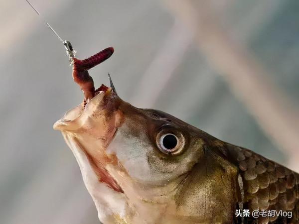 冬釣鯽魚四大要訣，套路比技巧重要，熟練掌握後大板鯽輕鬆上鉤