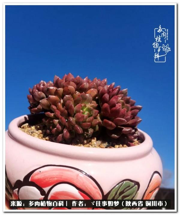 總有一段文字觸動心絃，總有那麼一盆多肉能打動你的心