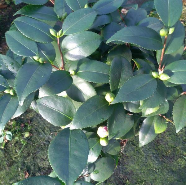 茶花還沒長花苞?適當“虐一虐”,空枝變花枝 茶花還沒長花苞?適當“虐一虐”,空枝變花枝