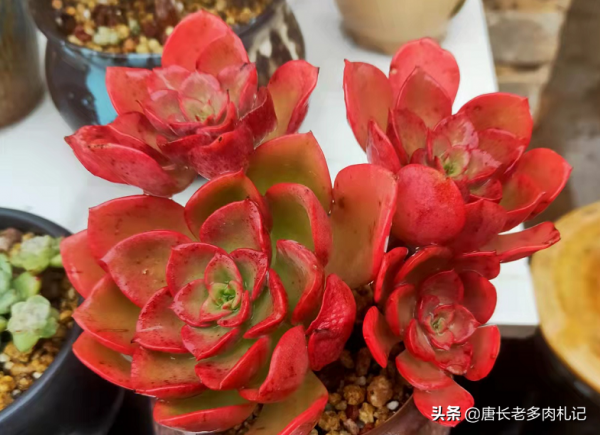 養多肉的都是些什麼人？這7類人最多，來看看其中有沒有包括你？