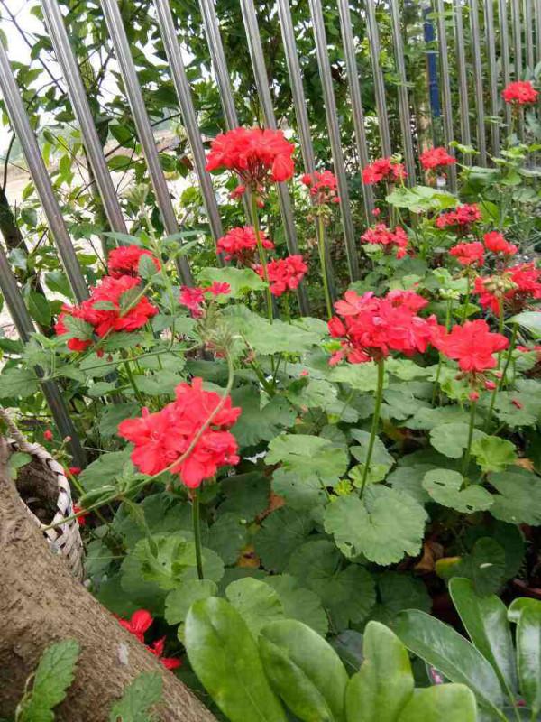 初春養花，選4種開花多的，陽臺變花海