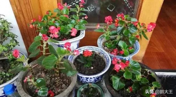 自制3種“開花水”,每2天給花澆一點,葉片油綠,花朵開不停 自制3種“開花水”,每2天給花澆一點,葉片油綠,花朵開不停