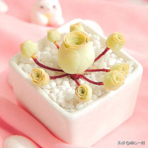 分享&mdash;&mdash;玫瑰多肉