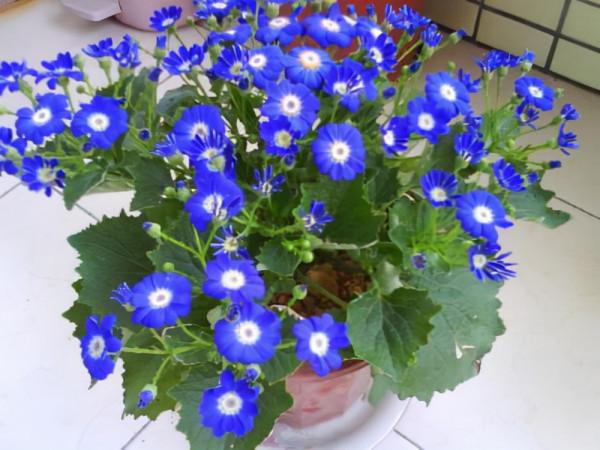 這8種花，專挑冬天開，爆盆猛、顏色豔、好養活，過年必備