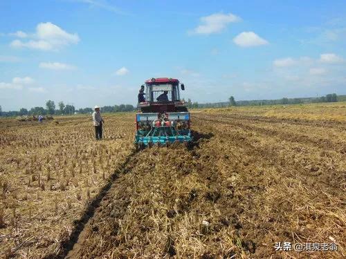 油菜直播與育苗移栽有哪些區別？需要什麼樣的技術措施