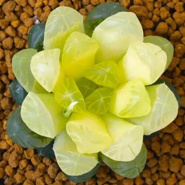 美好的生活，美麗的多肉