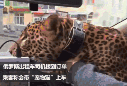 給大家看一下戰鬥民族是怎樣吸貓的？彪悍的貓咪能拉雪橇敢揍熊