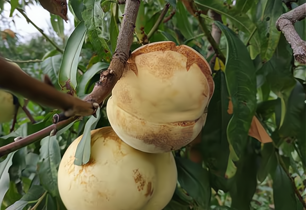 “爆炸桃”爆火，往年沒人要，今年一斤8元，新品種還是智商稅？