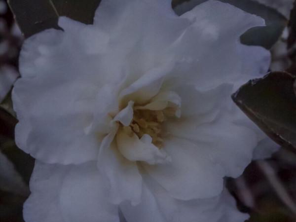 為人處世低調，有定力的星座，不喜歡過於張揚自己