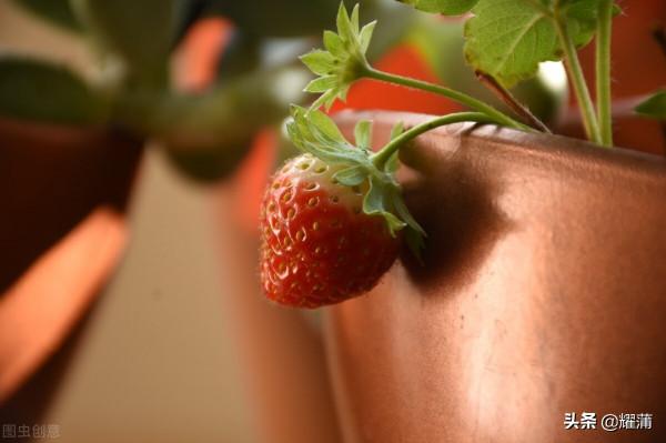 盆栽果樹注意這5步,種植成活率會更高哦!您瞭解嗎? 盆栽果樹注意這5步,種植成活率會更高哦!您瞭解嗎?