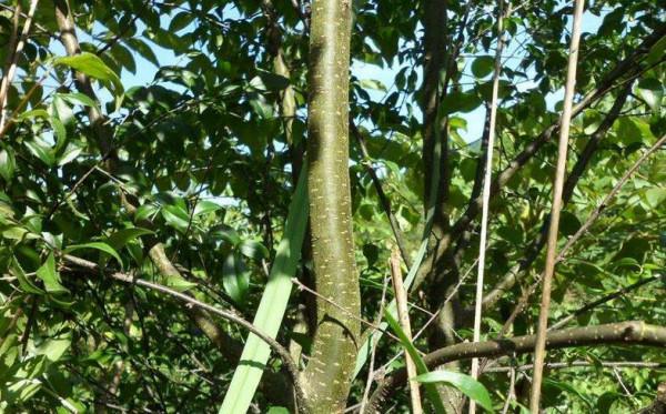 人稱“秤星樹”，以前農村很多，如今三元一斤，卻不多見了