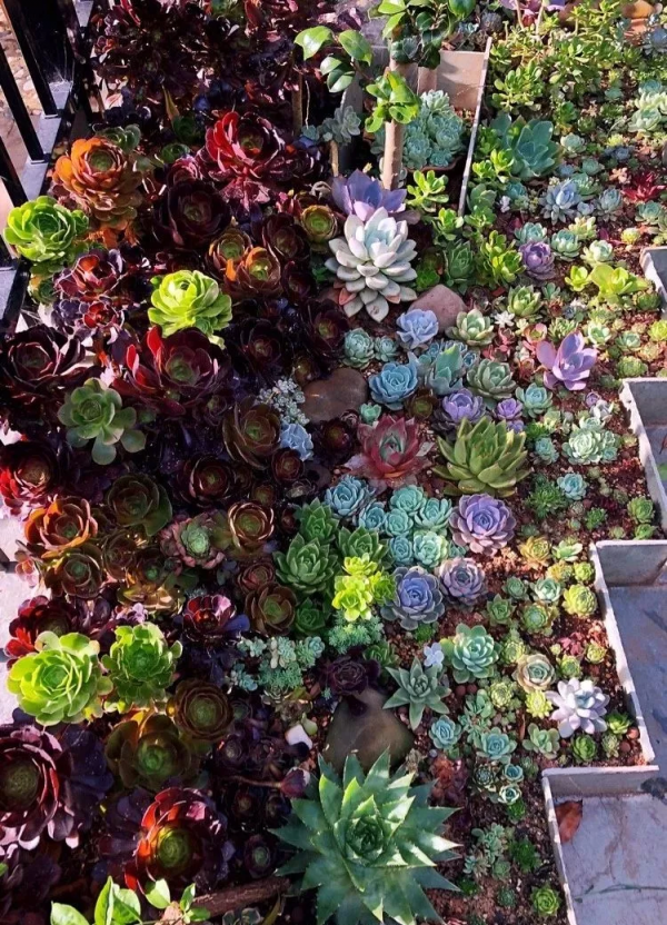 4年時間，靠一腔熱誠打造多肉花園