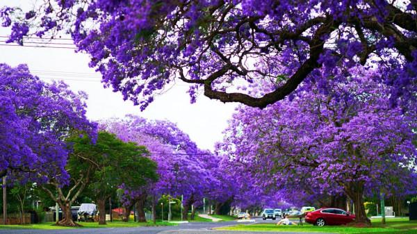 高畫質本：在肯亞用15頭牛娶妻生女，紮根非洲的中國小夥