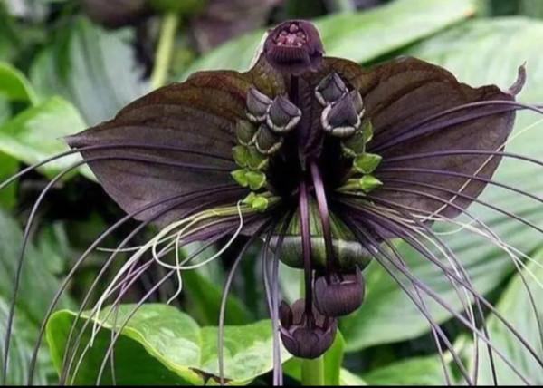 神奇的花你見過嗎