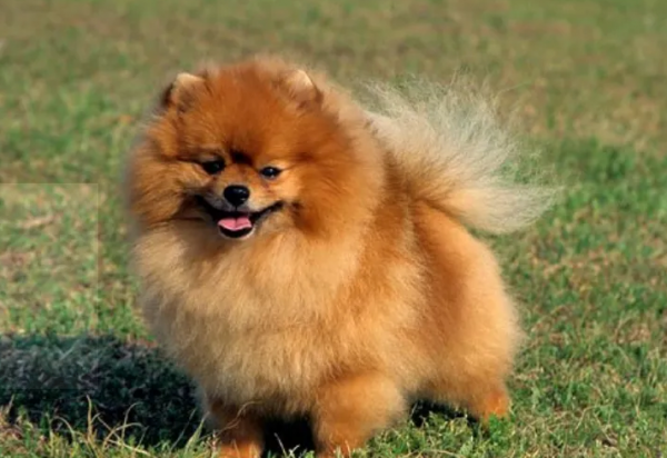 博美犬不是一般人可以養的,這幾個缺點很“致命” 博美犬不是一般人可以養的,這幾個缺點很“致命”