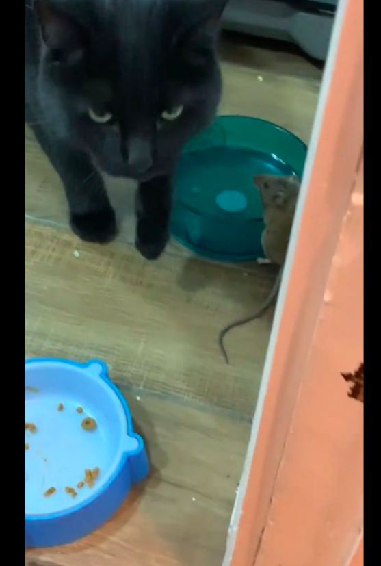 貓和老鼠成為好朋友,不僅為它在廚房找食物吃,人來了還幫它逃脫 貓和老鼠成為好朋友,不僅為它在廚房找食物吃,人來了還幫它逃脫