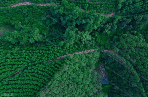 廣西桉樹，還能任性多久？