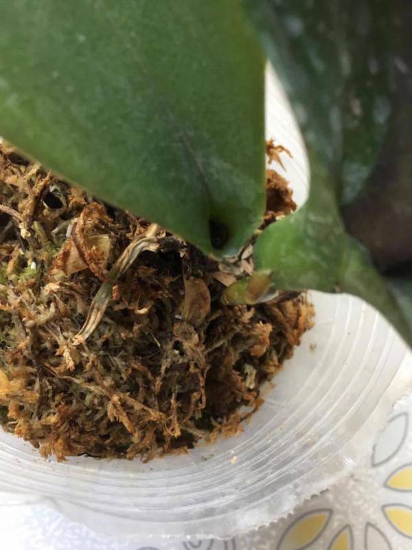 蝴蝶蘭中的花堅強 蝴蝶蘭中的花堅強