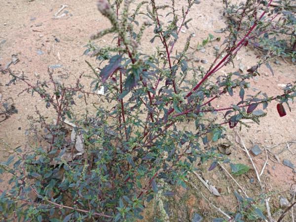 農村常見的“紅莧菜”，好多人不知道它的用途，大家來認識一下吧