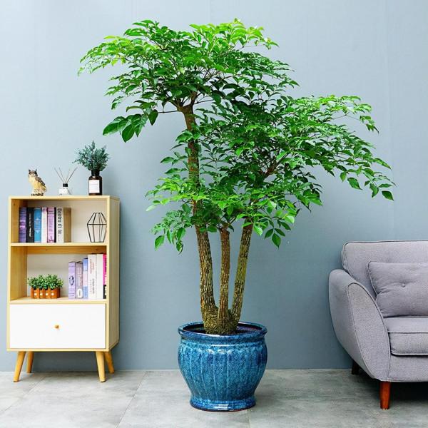 名字“好聽”的五種花，適合室內養，好養又大氣，越養越舒心