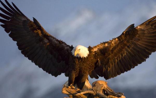 高畫質桌布(260):動物•鷹 高畫質桌布(260):動物•鷹