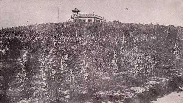 從放牛娃到華人首富,中國葡萄酒之父的“逆襲”之路 從放牛娃到華人首富,中國葡萄酒之父的“逆襲”之路