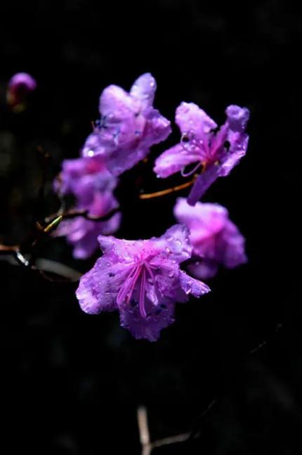 分享——杜鵑花