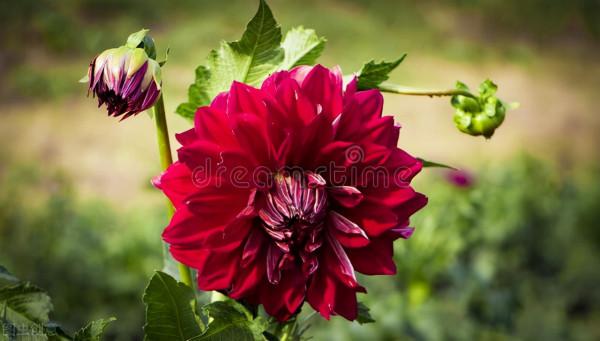 提醒：秋天很容易變成“白粉妹”的4種花，早預防早受益