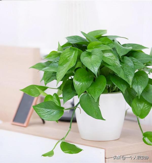 綠蘿爛根的土還能用嗎? 綠蘿爛根的土還能用嗎?